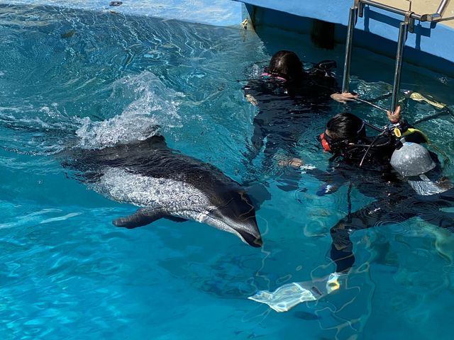 ���������ł�ƌ}����_�h���t�B���r�[�`