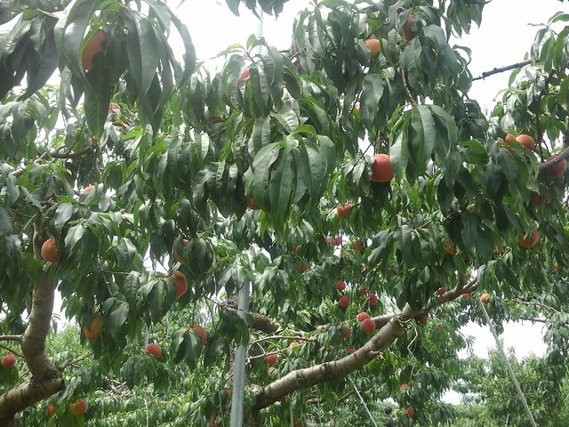 ���グ��Ƃ�������̓��������ς��I_������