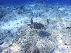 Ă䂫̓ʓ_CuTCgւ̓eʐ^1