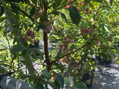 �Ȃ��݂���̃t�t���x���[�K�[�f���ւ̓��e�ʐ^1