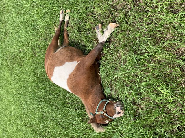 �C�����悭�����Q���c_���Ђ��ܖq��