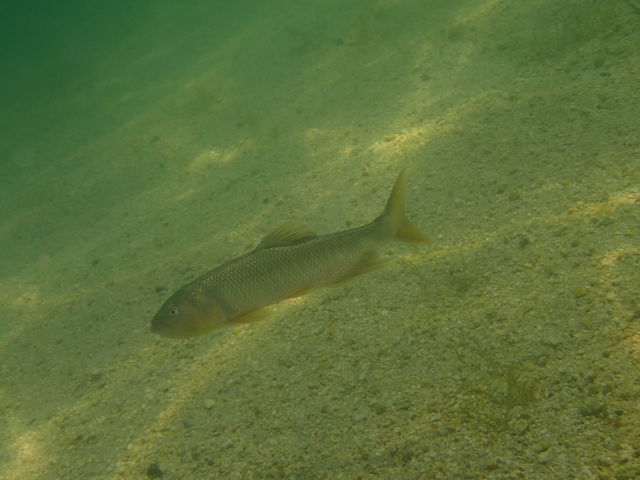 �n�X_�͂������̉�