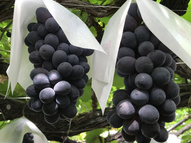 �傫���ĊÂ��x���[A_�܂邩��_��(�����s�ό��Ԃǂ��Z���^�[�����x��)