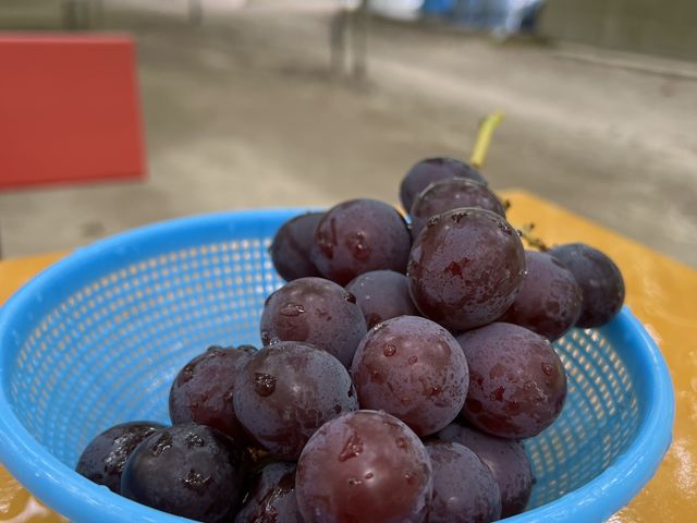 ������������_���X���O���[�v�K�[�f��