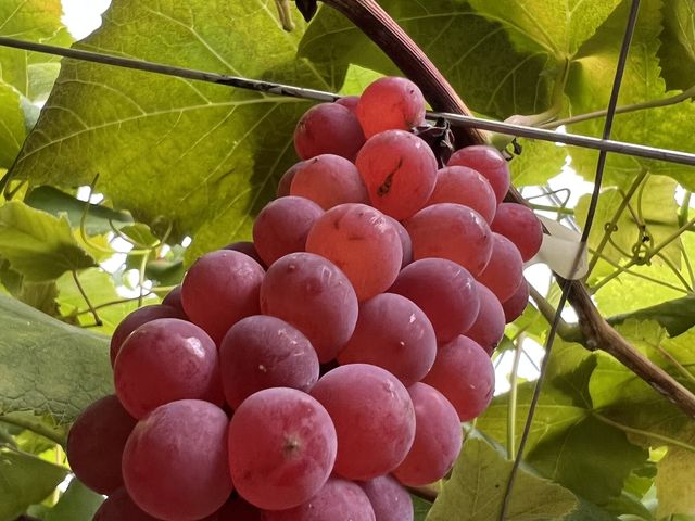 �f���E�F�A_���X���O���[�v�K�[�f��