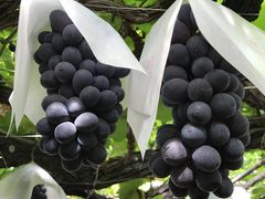 ܂邩_(sόԂǂZ^[x)̎ʐ^1