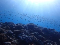 Ђ܂肳Nature Guide Double Rainbow lC`[KCh@_uC{[ւ̓eʐ^1