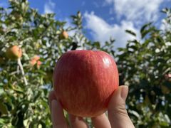 ����Ƃ���̐��c���ւ̓��e�ʐ^1