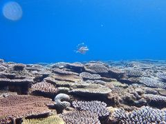 Ђ܂肳Nature Guide Double Rainbow lC`[KCh@_uC{[ւ̓eʐ^1