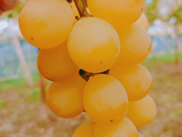 ���n�V���C���}�X�J�b�g_��É�