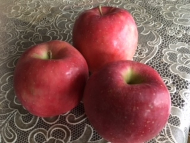 A傫Ȃ񂲂́AVNŔłB_F񂲉