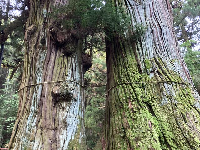 �͋����������܂��I_���������{