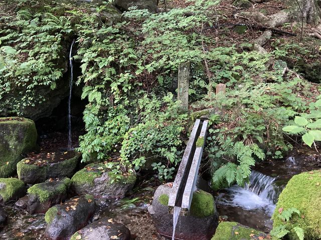 �쐅�͗D������������ł��I_���������{