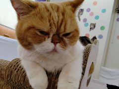 Catcafeにゃんこと 予約 アクセス 割引クーポン じゃらんnet Catcafeにゃんこと 予約 アクセス 割引クーポン じゃらんnet