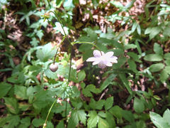 �s�`��������̌�x�R�̃����Q�V���E�}�ւ̓��e�ʐ^1