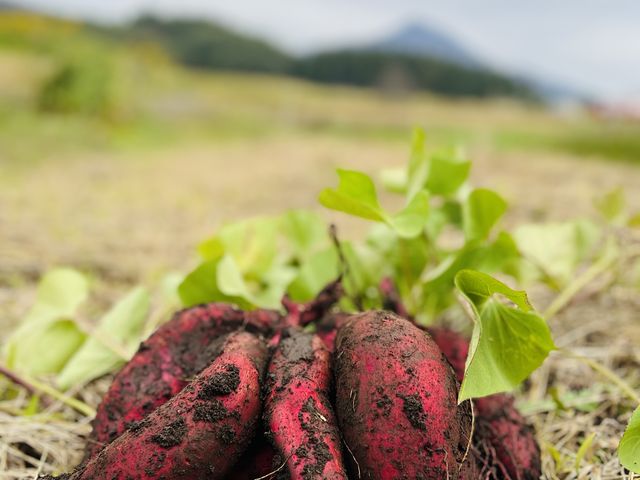 �֒�R���o�b�N�Ɏ��n�����V���N�X�C�[�g���B�e���܂�����_�J�Y��