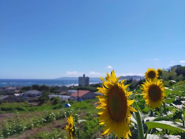 �������ƊC_�ό��_�R �]���Ԋ}�R