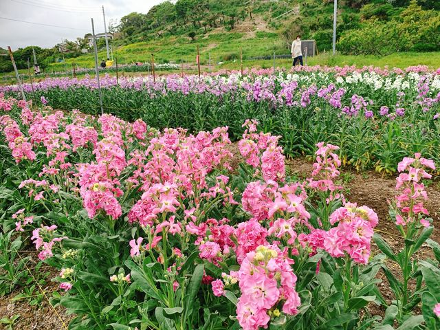 �X�g�b�N�̉Ԕ�_�ό��_�R �]���Ԋ}�R