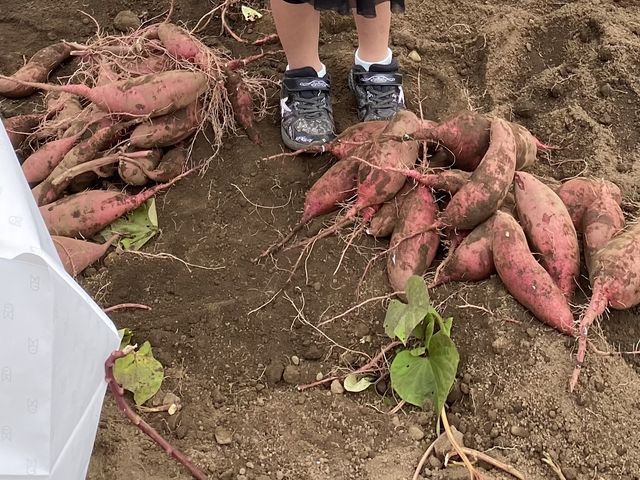 �U�΂̖����撣���Č@��܂���_������