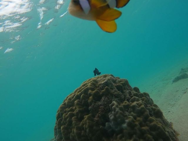 �F��ȋ������܂���_�����哇�E�F���l�X&�A�h�x���`���[UNIMARE