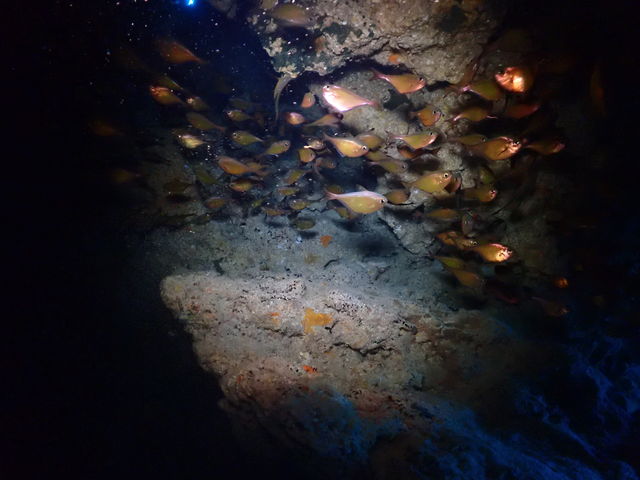 �����E�L���E�n�^���|_Y'S DIVE OKINAWA