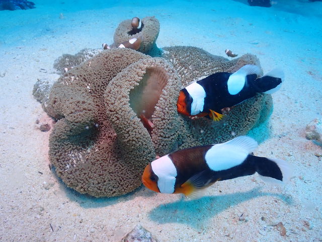 �g�E�A�J_Y'S DIVE OKINAWA