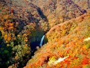 sakurȃꌩW]̓eʐ^1