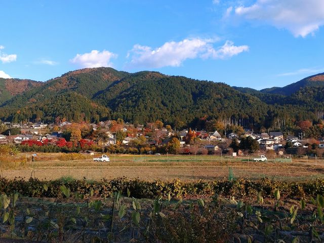 ���{�̌����i�H_�匴