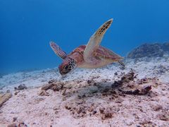 ankoimtida{Óւ̓eʐ^1