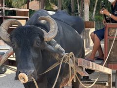 ܂̐Ί_h[όւ̓eʐ^1