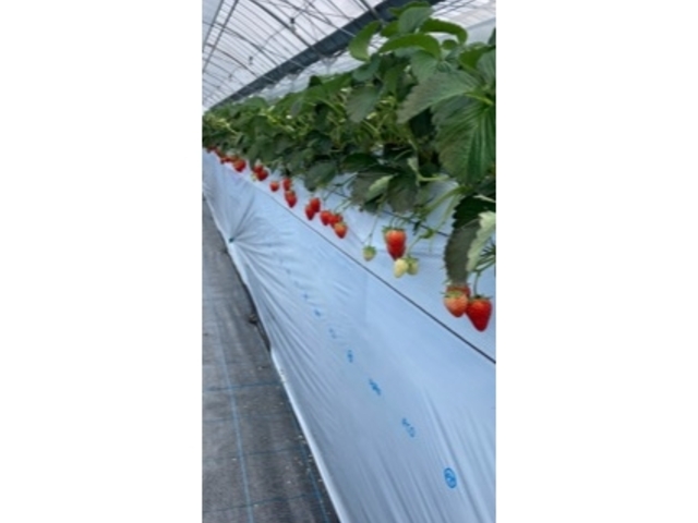 �^���ԂȂ�����_����ׂ��̊ό��_��