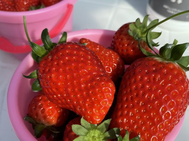 �o�P�c�����ς�_�͂�Ȃt�@�[��