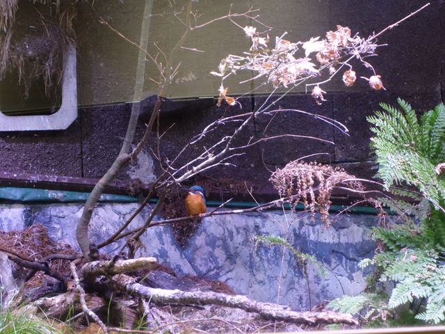 �J���Z�~_�A�N�A�}�������Ȃ킵��J���Z�~������