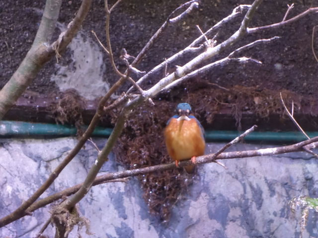 �J���Z�~_�A�N�A�}�������Ȃ킵��J���Z�~������