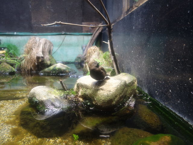 �J���K���X_�A�N�A�}�������Ȃ킵��J���Z�~������