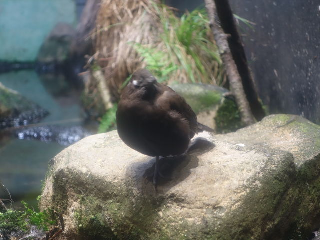 �J���K���X_�A�N�A�}�������Ȃ킵��J���Z�~������