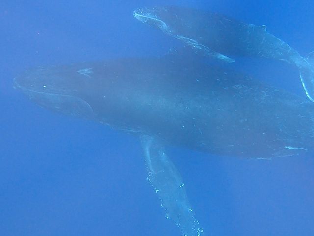 ����͈ȑO�X�C���ɐ��������ʐ^�ł��B_Y'S DIVE OKINAWA