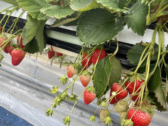 ������䕂̕����Â����ȂƎv���܂������ӊO�Ƒ傫��䕂̕����Â������ł��B_��̌���