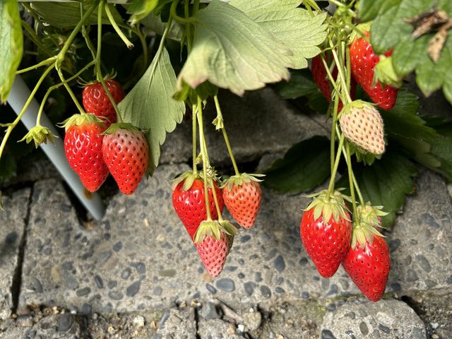 ����Ȃ̂���������B_�}���C�_��