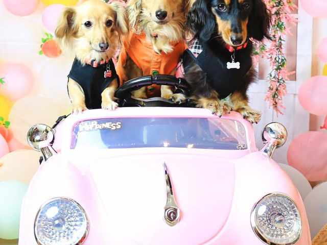 񂿂̃tHgX|bg܂B
_hbOJtF COCORURU RR