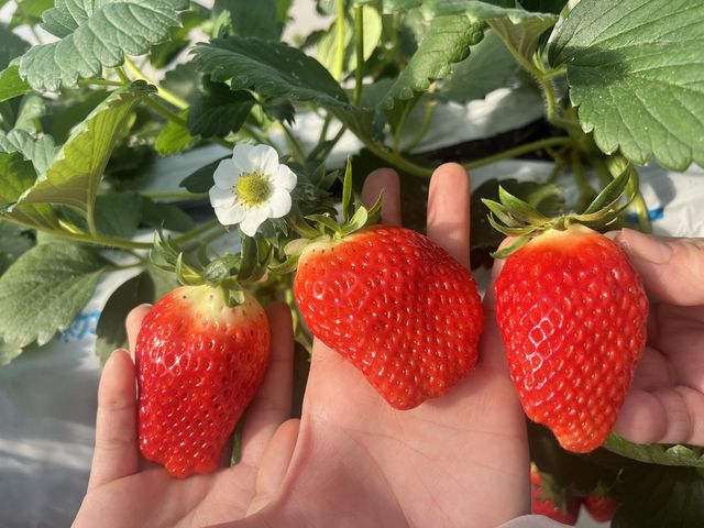 �݂��݂������ĊÂ��Ĕ�������_�X�c��������