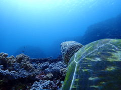 �Ί_���}�����T�[�r�X�߂̉��Ԃ��̎ʐ^2