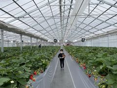 {OBLADI strawberry farmւ̓eʐ^1