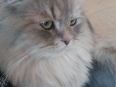 XJ̔LJtF@L̉łւ̓eʐ^1