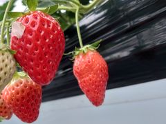 ����񂿂�񂳂�̂Ƃ悳��t�@�[�����������ւ̓��e�ʐ^1