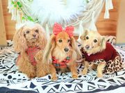 ������񂳂�̃h�b�O�J�t�F COCORURU �R�R�����̓��e�ʐ^2