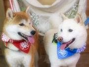 ������񂳂�̃h�b�O�J�t�F COCORURU �R�R�����̓��e�ʐ^4