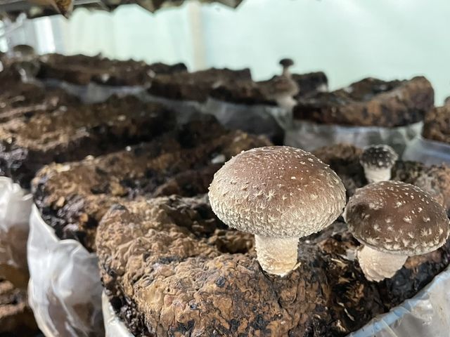 ���ꂢ�Ȃ��������B_���c���񂿂̒ő�