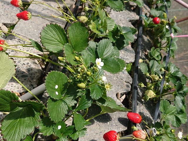 �g�ق��؂Ə͕P_��܂��C�`�S�_��