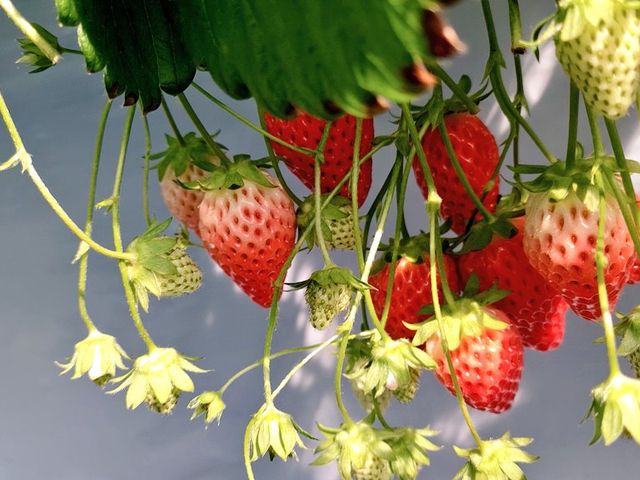 �������񂢂������Ȃ��Ă܂����[�I_�������K�[�f�����͂�